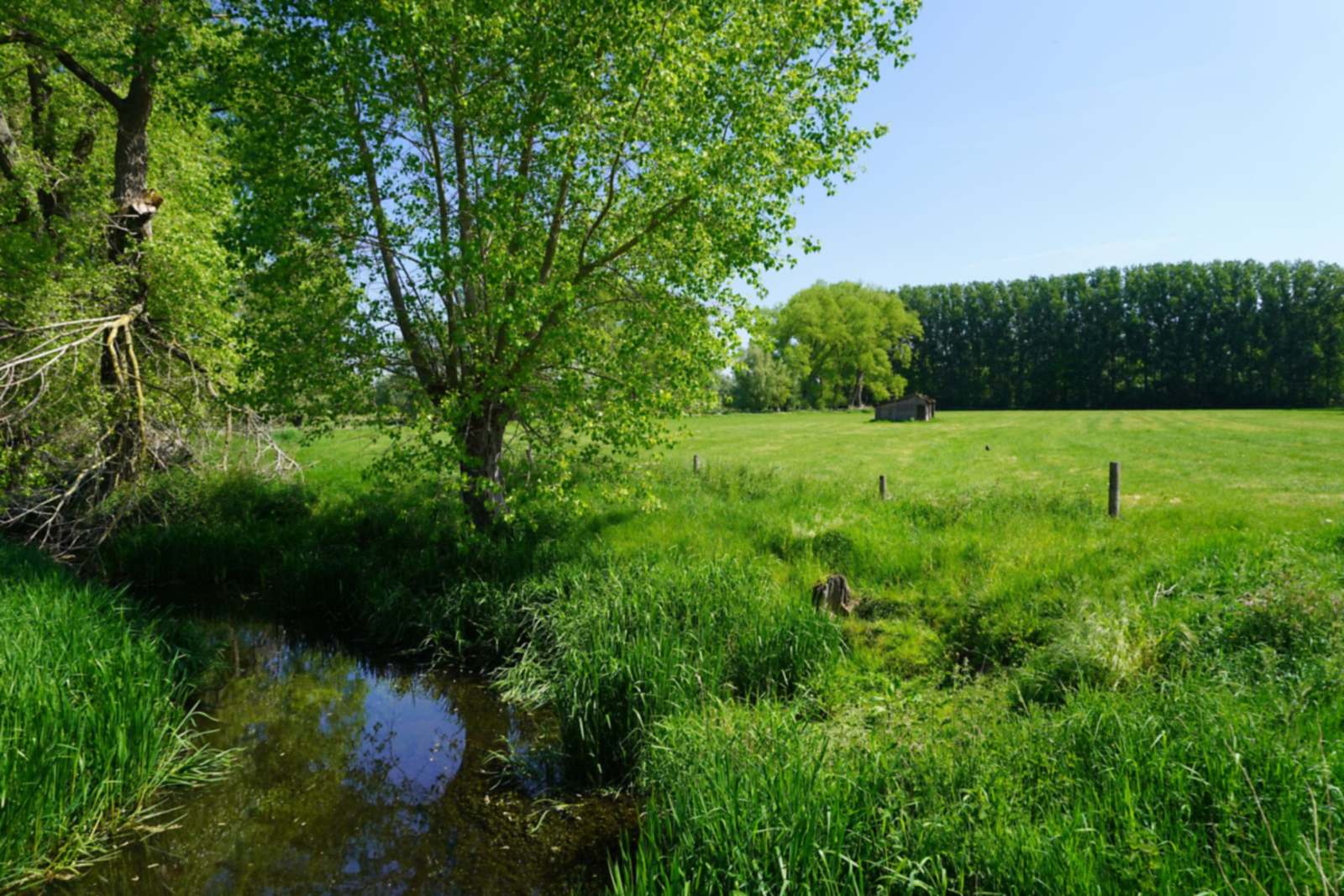 Prairie et ruisseau bordés d'arbres, au printemps